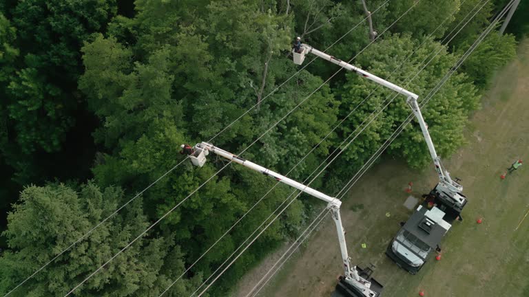 How Our Tree Care Process Works  in  Choudrant, LA